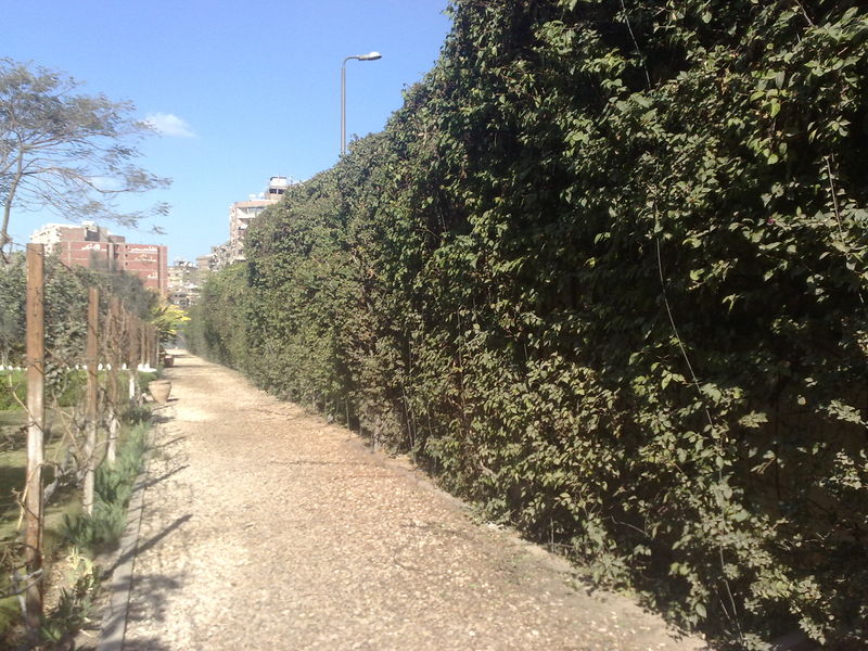 Fichier:Bougainvillea01.jpg