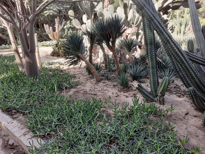 Fichier:Cactus25.jpg