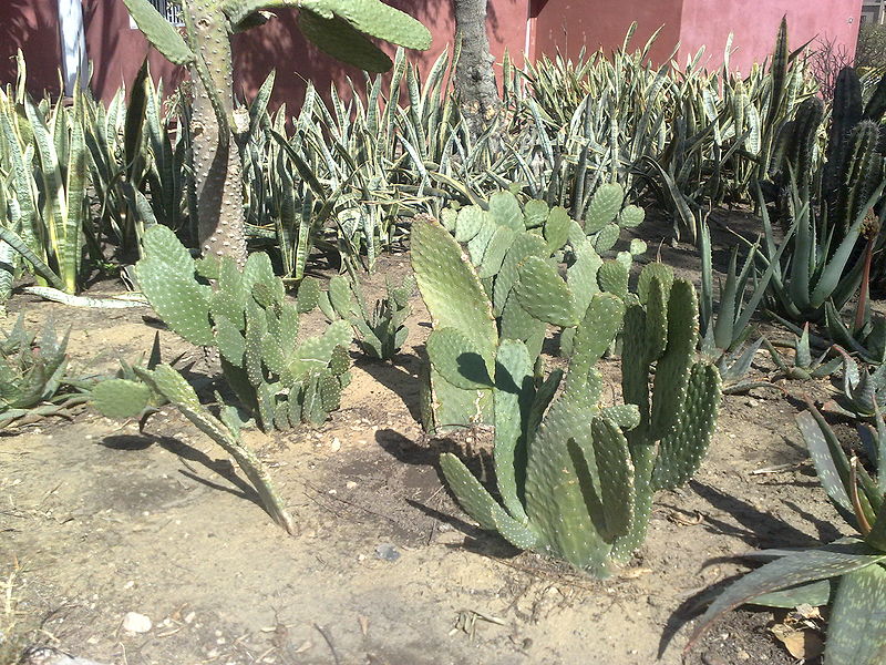 Fichier:Consoleamoniliformis02.jpg