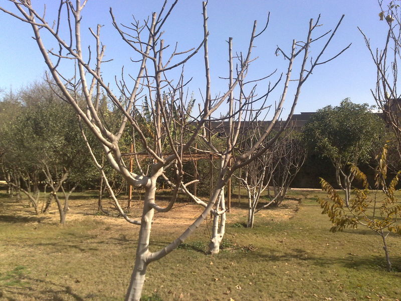 Fichier:Ficuscarica01.jpg