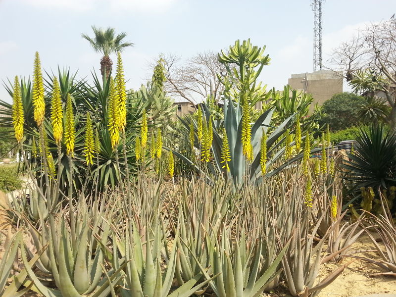 Fichier:Aloevera02.jpg