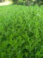 Artemisiavulgaris01.jpg