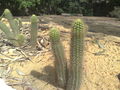 Cactusnon-identifie02.jpg