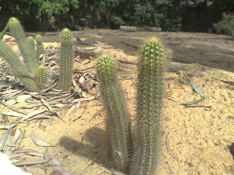 Fichier:Cactusnon-identifie02.jpg