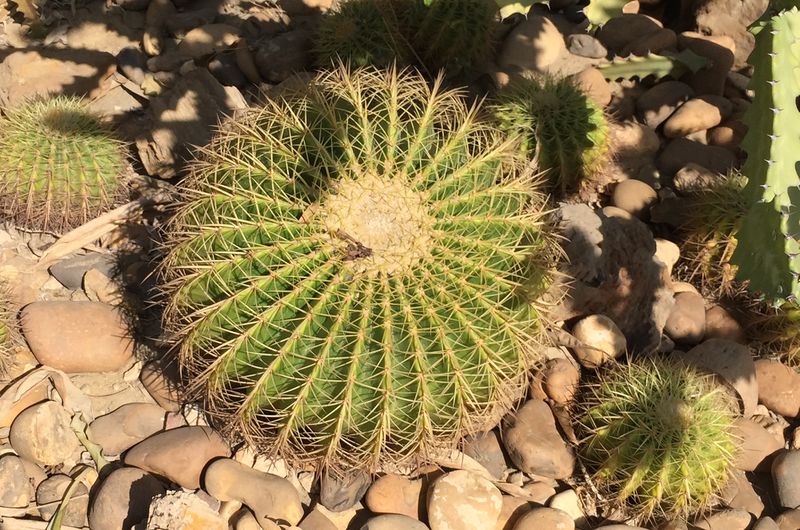 Fichier:Echinocactusgrusonii04.jpg