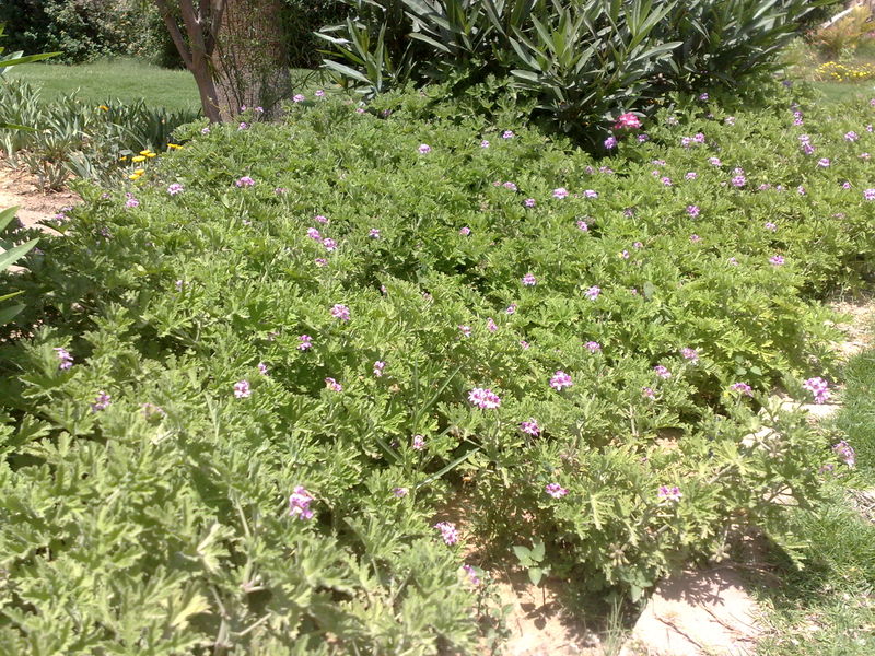 Fichier:Pelargoniumcitronellum01.jpg