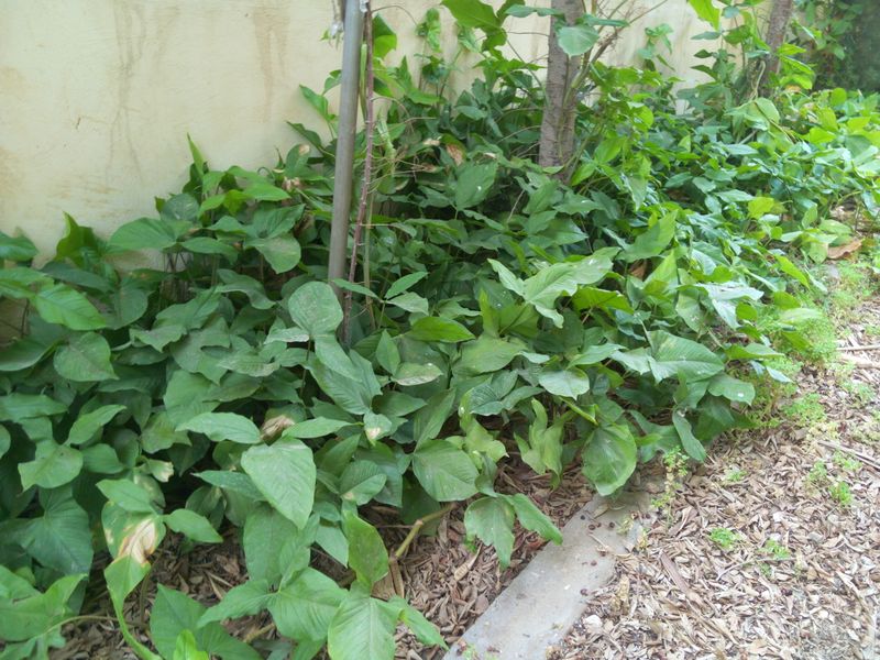 Fichier:Syngoniumpodophyllum07.jpg