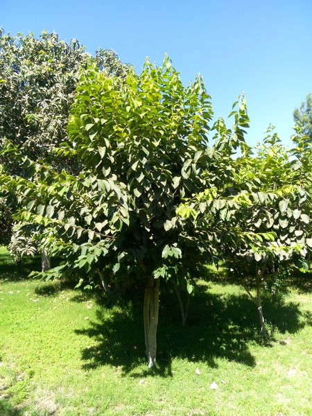 Fichier:Diospyroskaki05.jpg