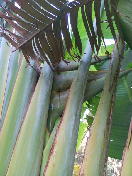 Fichier:Ravenalamadagascariensis12.jpg