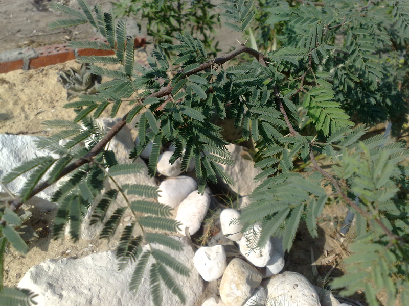 Fichier:Vachelliafarnesiana01.png