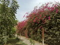 Bougainvillea04.jpg