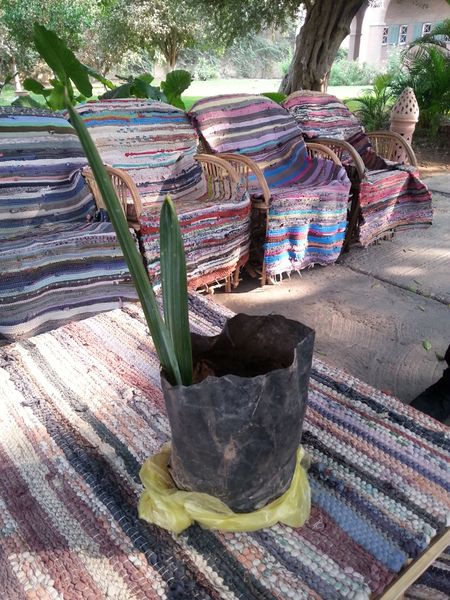 Fichier:Hyphaenethebaica05.jpg