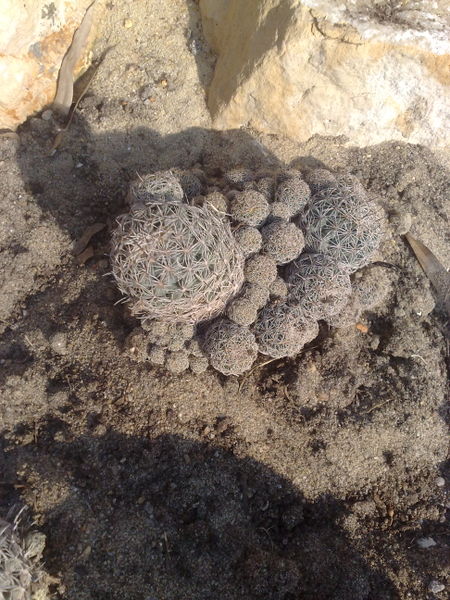 Fichier:Coryphantharadians01.jpg