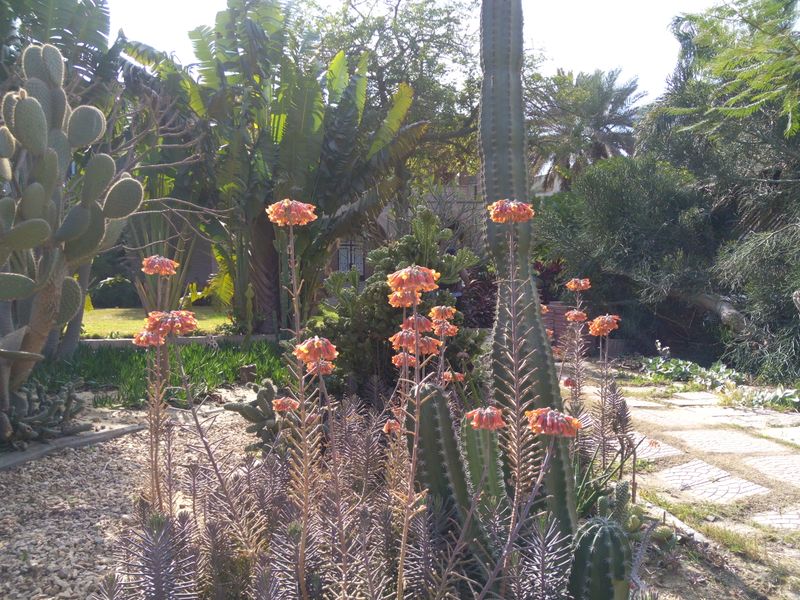 Fichier:Kalanchoedelagoensis10.jpg