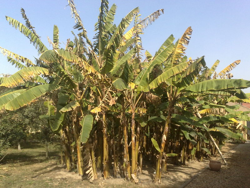 Fichier:Musaacuminata01.jpg
