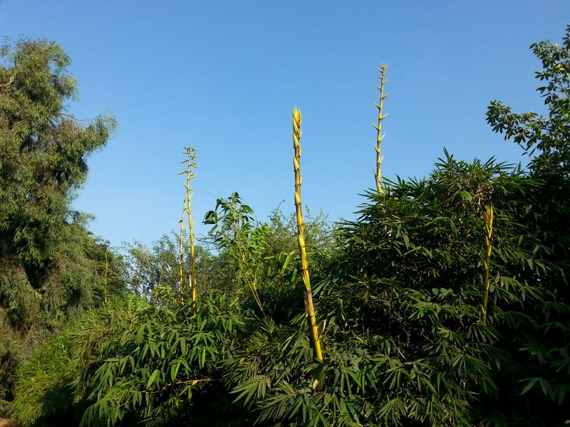 Fichier:Bambusavulgaris05.jpg