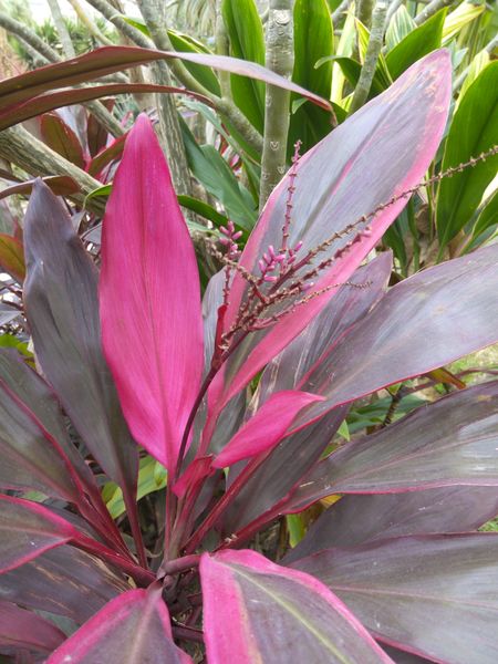 Fichier:Cordylinefruticosa07.jpg