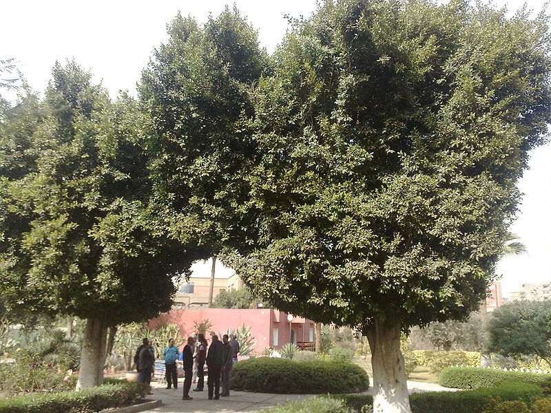 Fichier:Ficusnitida01.jpg