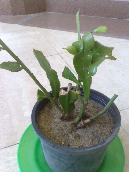 Fichier:Epiphyllumoxypetalum04.jpg
