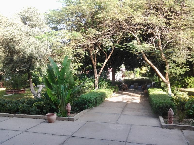 Fichier:Ravenalamadagascariensis13.jpg