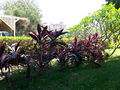 Cordylinefruticosa04.jpg