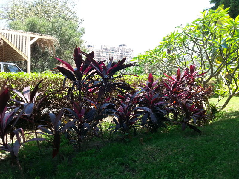 Fichier:Cordylinefruticosa04.jpg