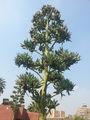 Agaveangustifolia12.jpg