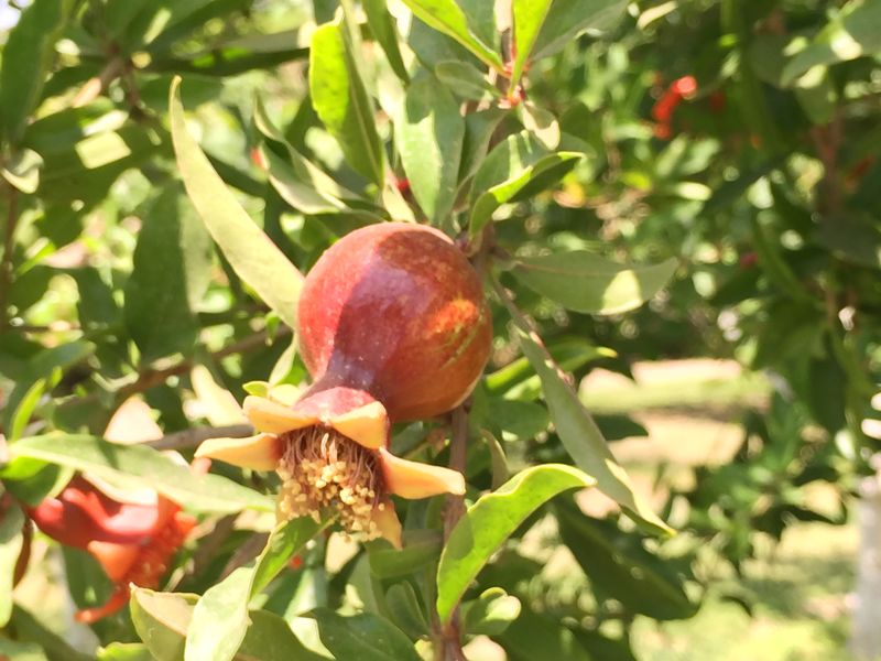 Fichier:Punicagranatum05.jpg