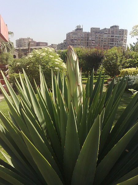 Fichier:Agaveangustifolia02.jpg
