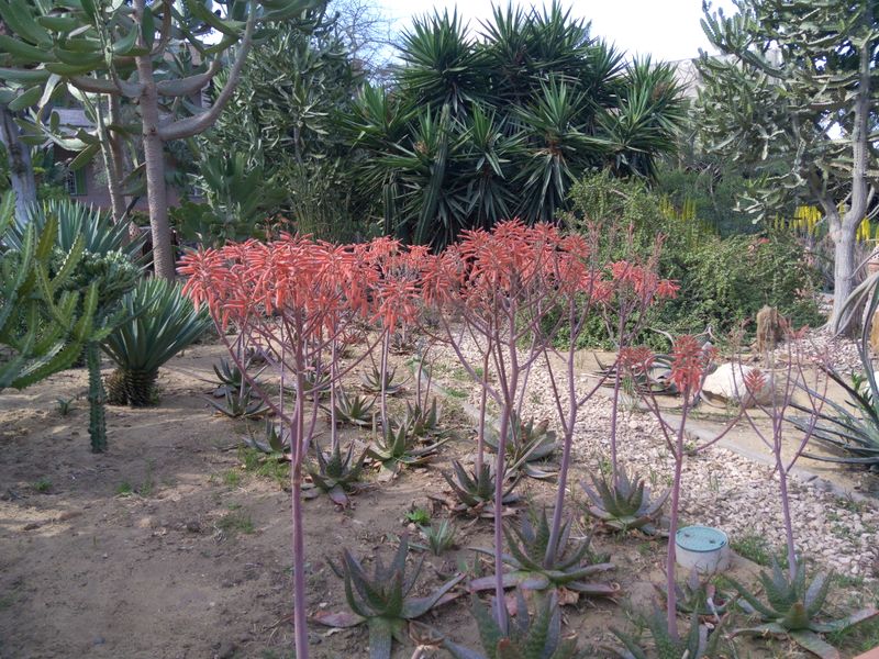 Fichier:Aloemacrocarpa04.jpg