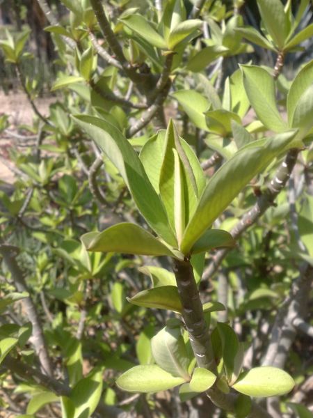 Fichier:Euphorbiaumbellata03.jpg