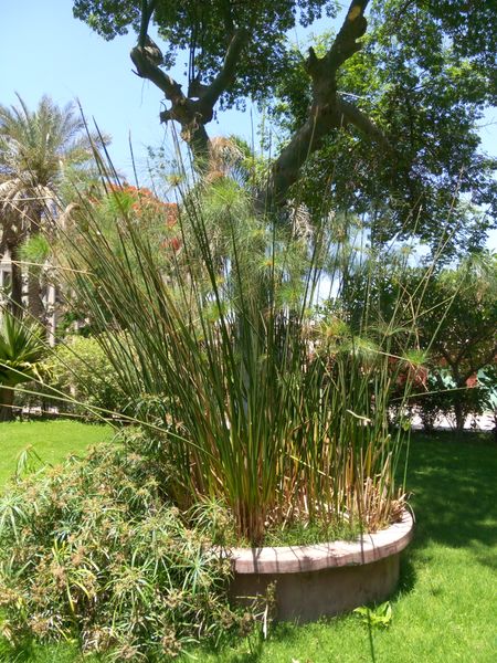 Fichier:Cyperuspapyrus08.jpg