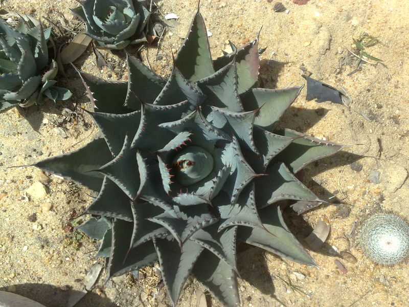 Fichier:Agaveparrasana02.jpg