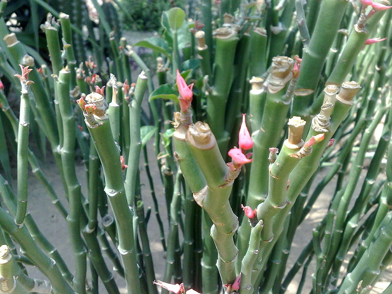 Fichier:Euphorbiatithymaloides02.jpg