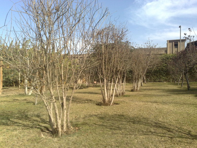 Fichier:Punicagranatum01.jpg