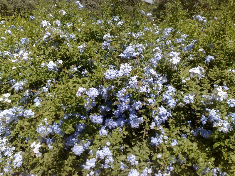 Fichier:Plumbagoauriculata03.jpg