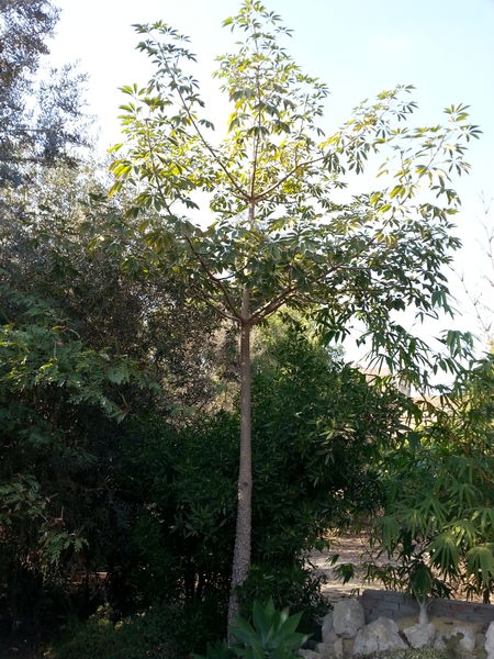 Fichier:Bombaxceiba02.jpg