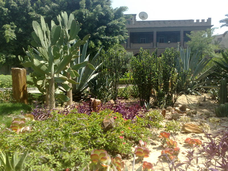 Fichier:Cactus01.jpg