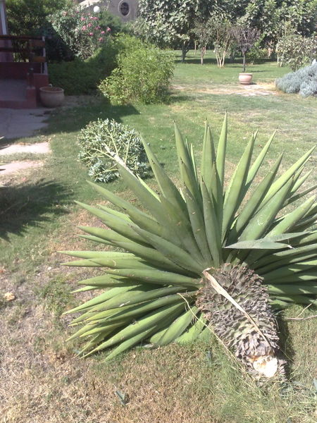 Fichier:Agaveangustifolia07.jpg