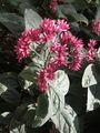 Clerodendrumsplendens03.jpg