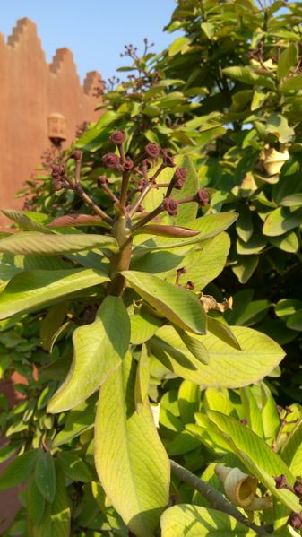 Fichier:Euphorbiaumbellata07.jpg