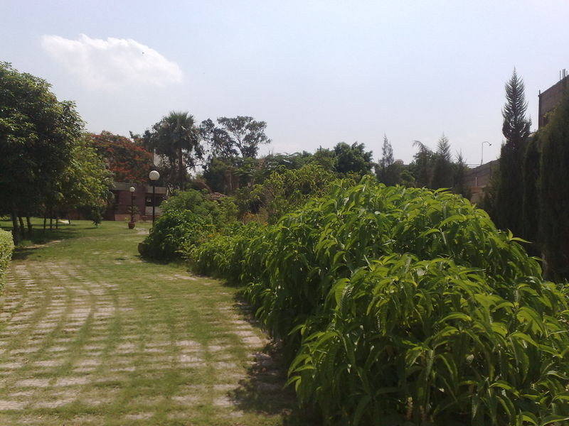 Fichier:Jungle04.jpg
