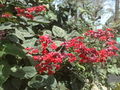 Clerodendrumsplendens02.jpg