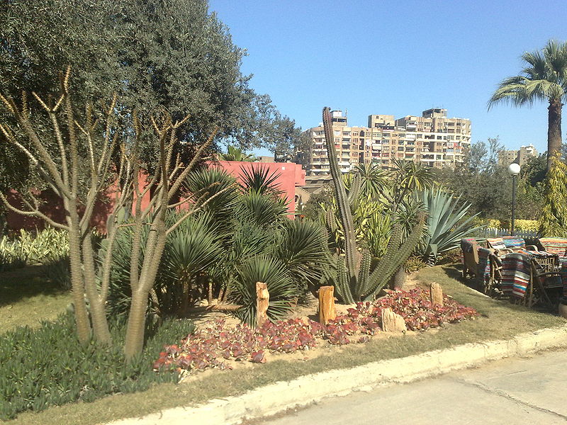 Fichier:Cactus03.jpg