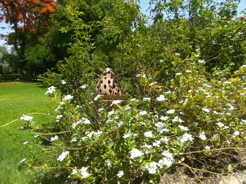 Fichier:Catharanthusroseus03.jpg