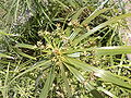 Cyperusalternifolius02.jpg