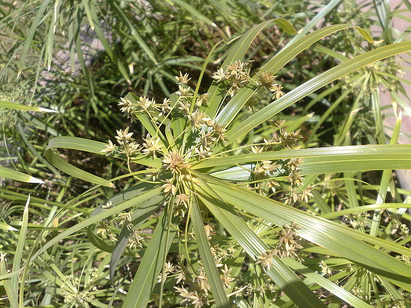 Fichier:Cyperusalternifolius02.jpg