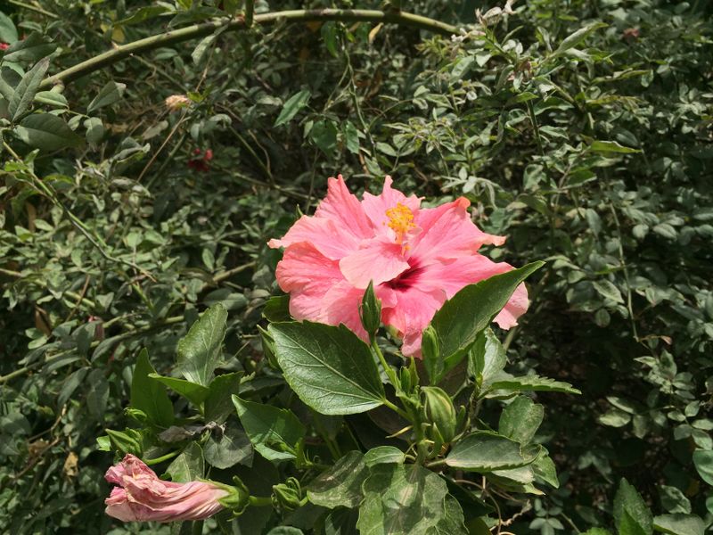Fichier:Hibiscusrosa-sinensis09.jpg