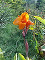 Canna02.jpg