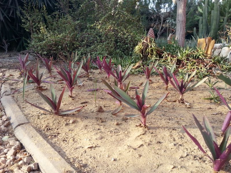 Fichier:Tradescantiaspathacea01.jpg